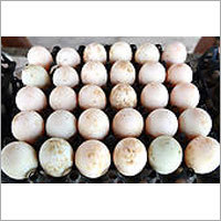 Organic Duck Eggs