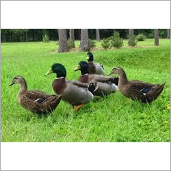 Runner Duck Chicks