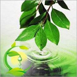 Ajwain Oil