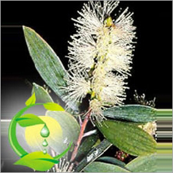 Jeput Oil