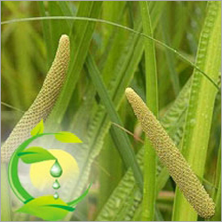Calamus Oil