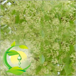 Camphor Oil