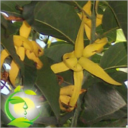 Cananga Oil