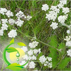Caraway Oil