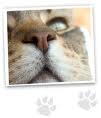 Bentonite for Cat litters