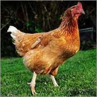Country Chichen