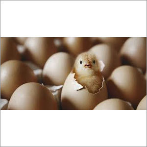 Chick Hatching