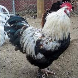 Vanaraja Chicken