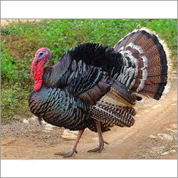 Turkey Birds