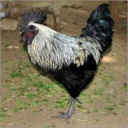 Kadaknath Chicken