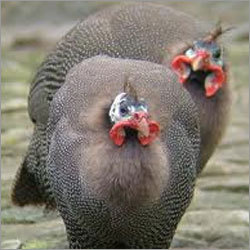 Guinea Fowl Bird