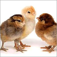 Chicken Chicks