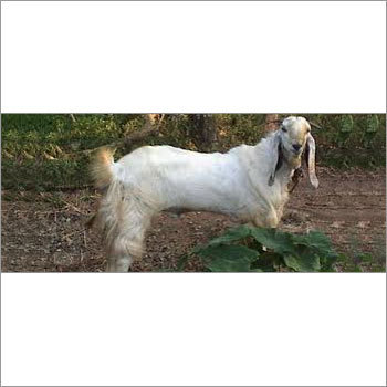 Jamunapari Goat
