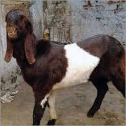 Totapuri Goat