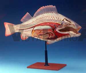 Fish Model 