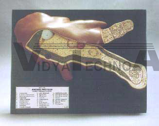 Amoeba Proteus Model