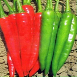 Chilies Seeds