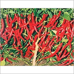 Chilies Seeds