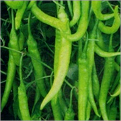 Chilies Seeds