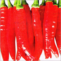 Chilies Seeds - Sudarshan-F1, 14-15 cm Green/Bright Red | High Yield, Low Pungency, Pure Quality, Fast Growth, Sealed Packaging