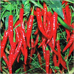 Chilies Seeds - SSC-634-F1, 13-15 cm Red/Green, Medium Pungency | High Yield, Spicy Taste, Fast Growth, Pure Quality