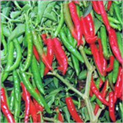 Chilies Seeds - SSC-162(Mahesh)-F1, Green/Light Red, 10-12 cm Length, Highly Pungent | High Yield, Spicy Taste, Fast Growth, Natural Farming, Pest Resistant, Easy to Grow, Secure Packaging