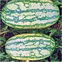 Melon Seeds