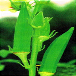 Lady Finger Seeds