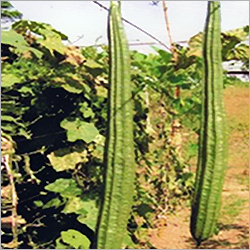 Ridge Gourds Seeds
