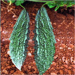 Bitter Melon Seeds