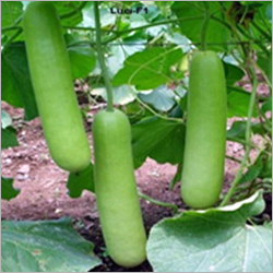 Bottle Gourds Seeds
