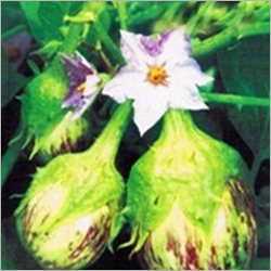 Brinjal Seeds