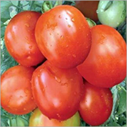 Tomato Seeds