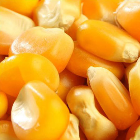 Yellow Corn