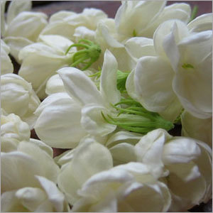 Jasmine Flower