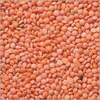 Masoor Pulse