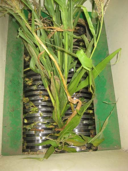 Maize Stalks Cut Size: All Sizes