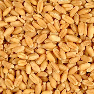 Wheat Grains
