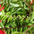 Curry Leaves