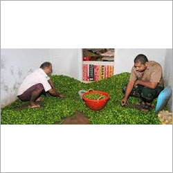 Green Chilli