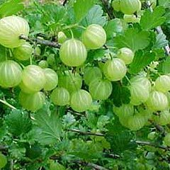 Fresh Amla
