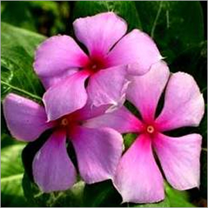 Vinca Rosea
