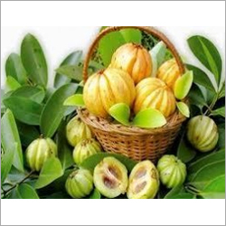 Garcinia Cambogia