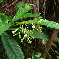 Rauvolfia Vomitoria - Grayish Bark, 12m Height, 40cm Diameter | Medicinal Bark, Hedge Making, Seeds & Leaves, Red Berries