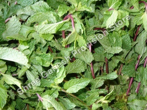 MINT LEAF (FUDINO)
