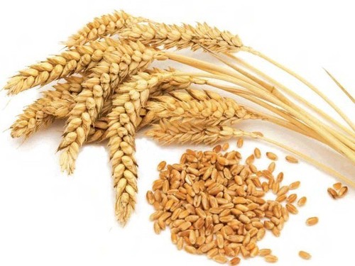 Pulses