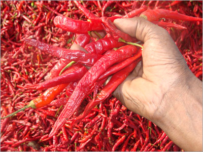 Dry Red Chilli