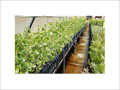 Nursery Product
