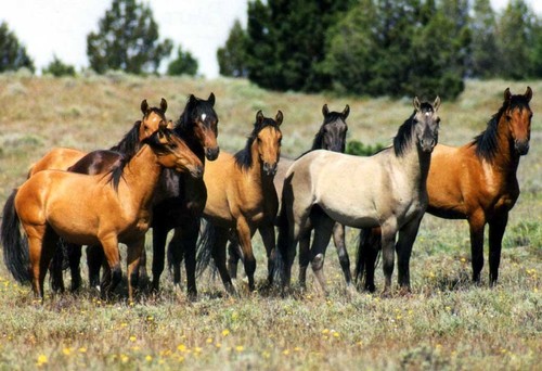 EquineX
