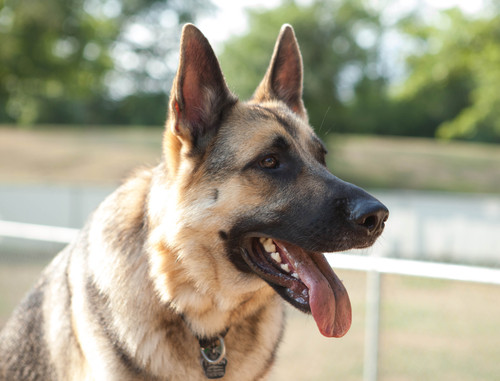 Nutri Dog Literature Plain Feed Supplement